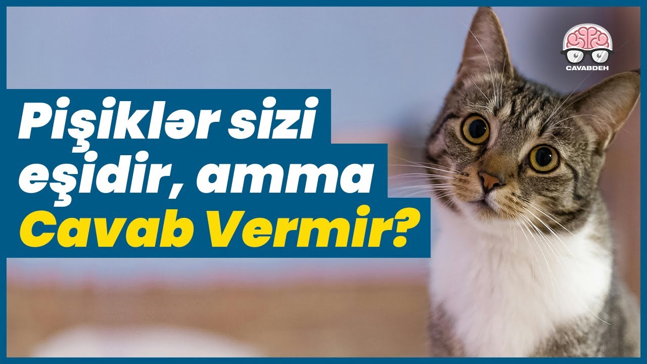 Pişiklər İnsan Səsinə Niyə Gec REAKSİYA Verir? – Gec Reaksiyanın Elmi Səbəbi