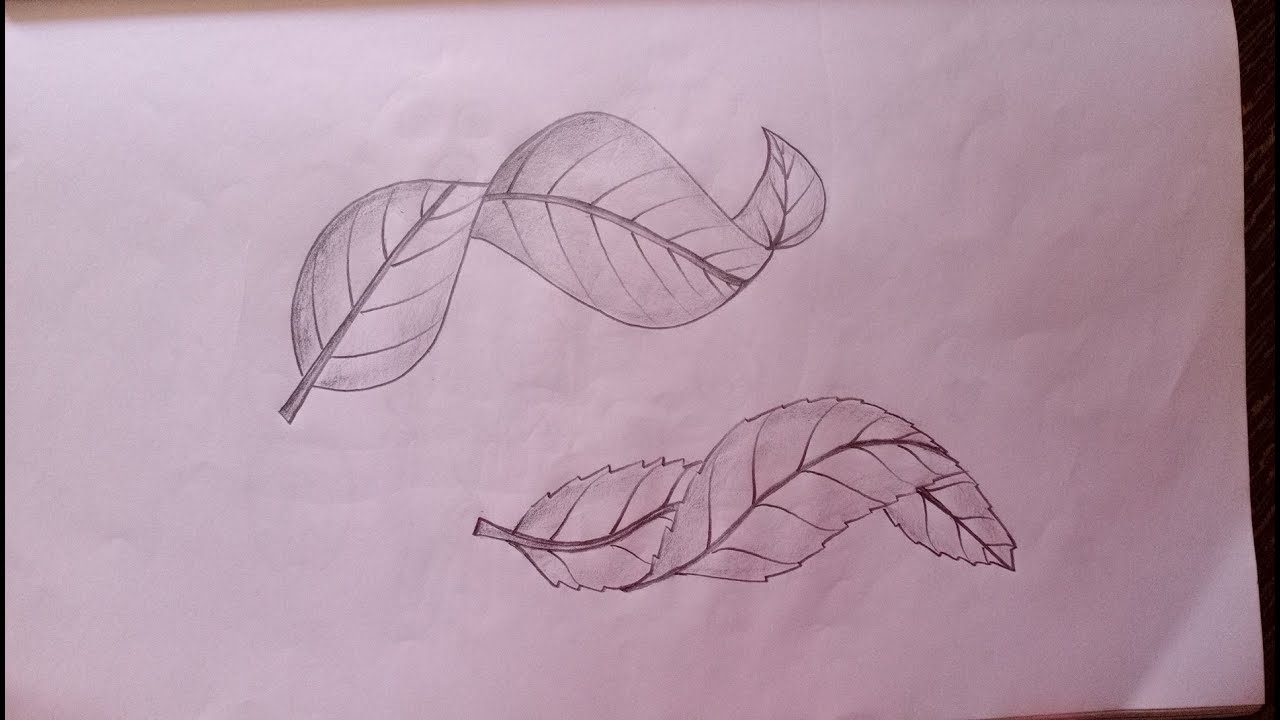 How to draw Double folded leaf drawing@velsartclasses2996