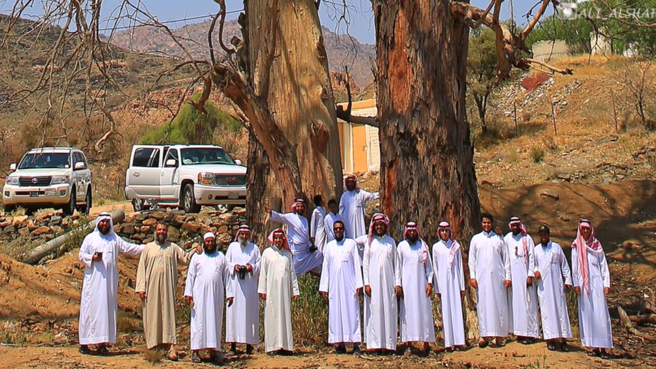 شجرة الكينا في الوهط جنوب غرب الطائف من أضخم الأشجار في المملكة