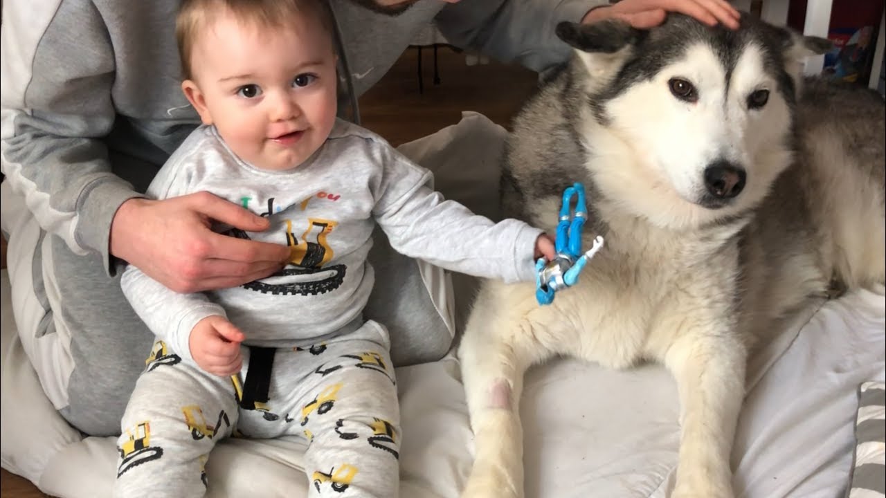 Baby Parker Makes Sure Husky Gets Better With Power Ranger, Kisses and Giggles!!...