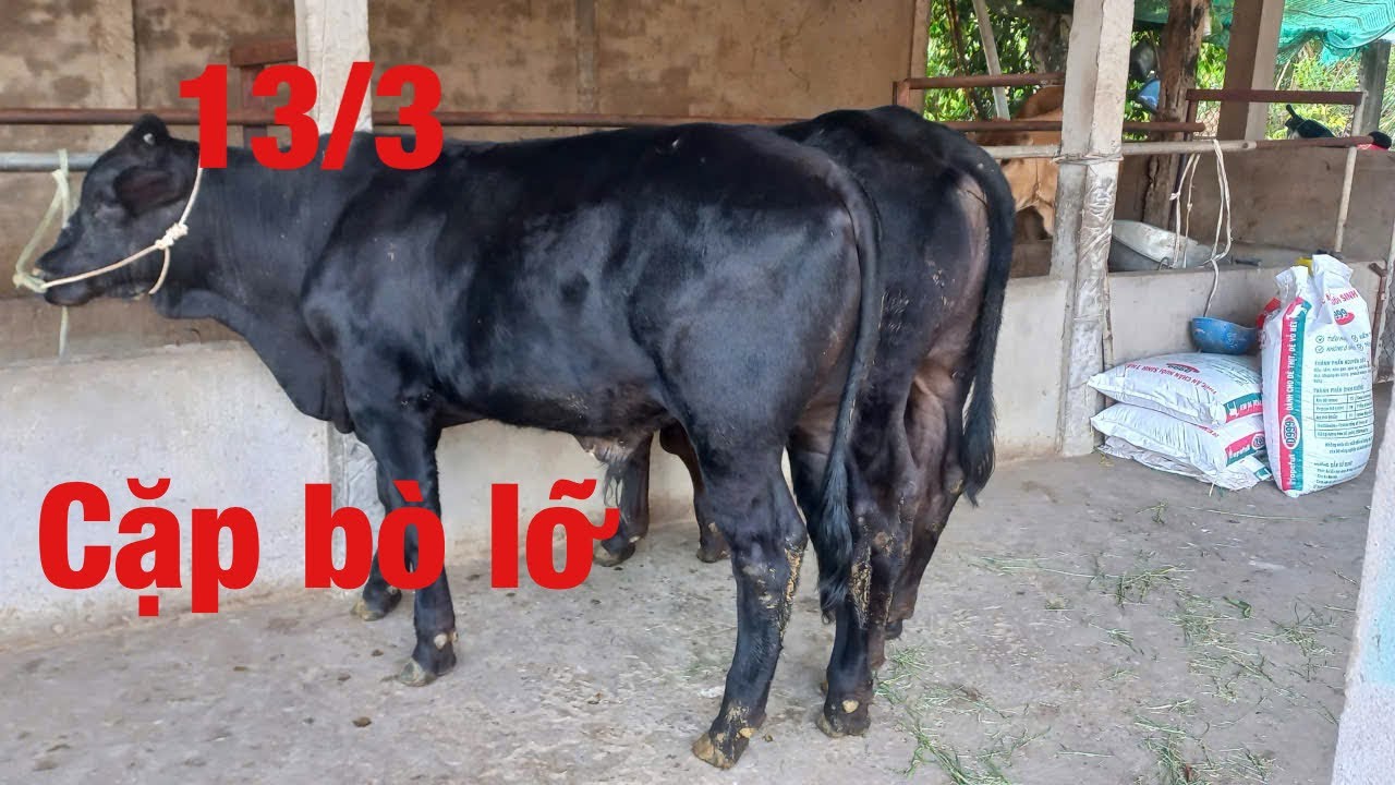 13/3   Tài ba tri báo giá lô bò bbb lứa 53,5 triệu và bò lỡ 35 triệu kính mời bà con ghé xem mua ạ