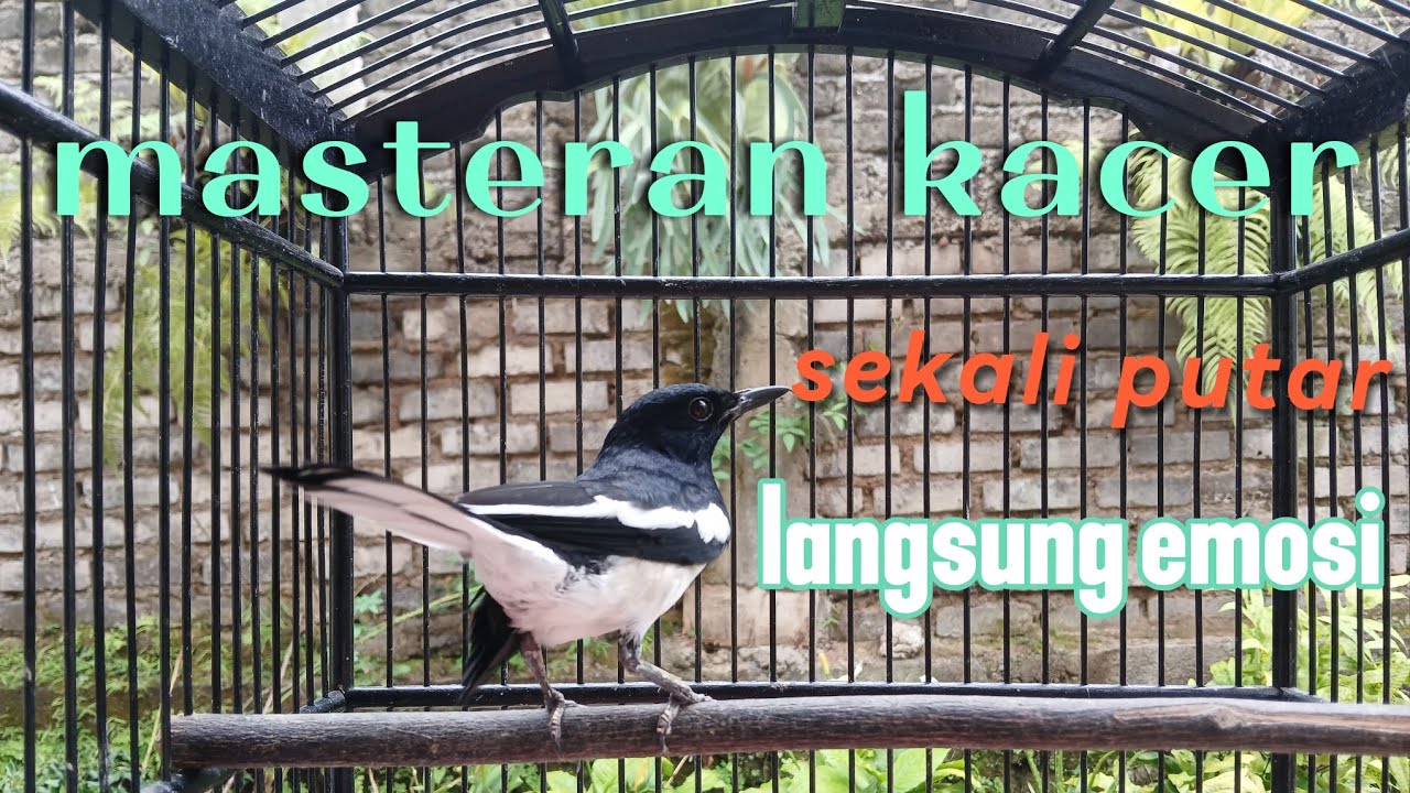 Kacer gacor buat pancingan kacer yang malas bunyi langsung emosi ikut gacor
