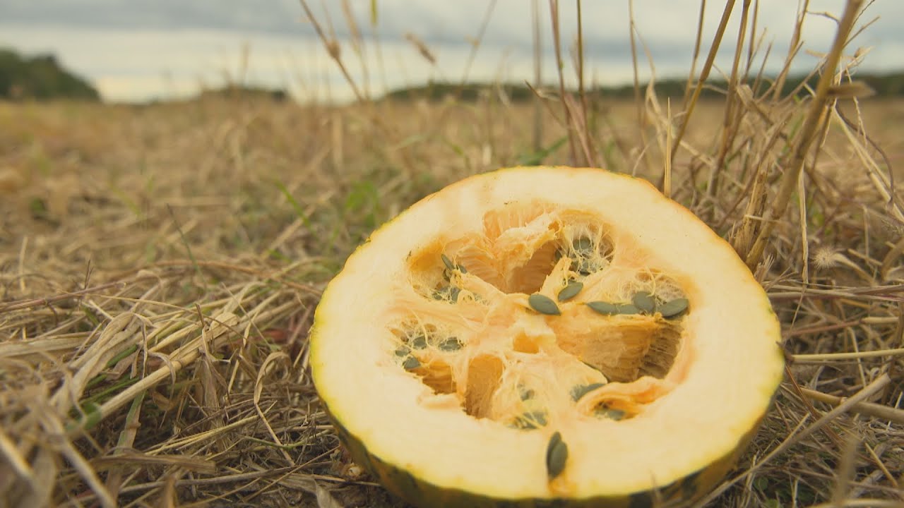 La semaine verte | Des graines de citrouille « Made in » Canada