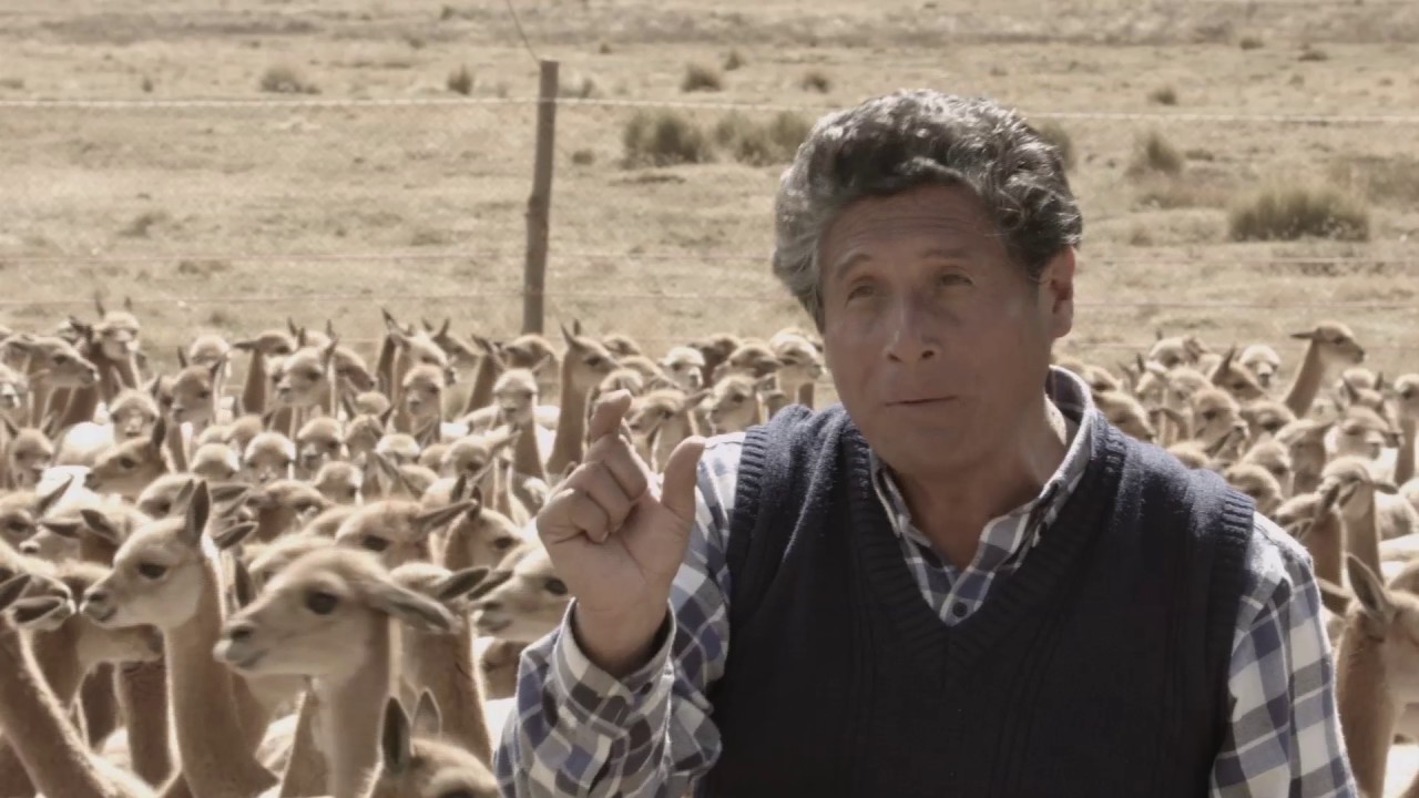 UAP Centro de Investigación - Crianza de Vicuñas