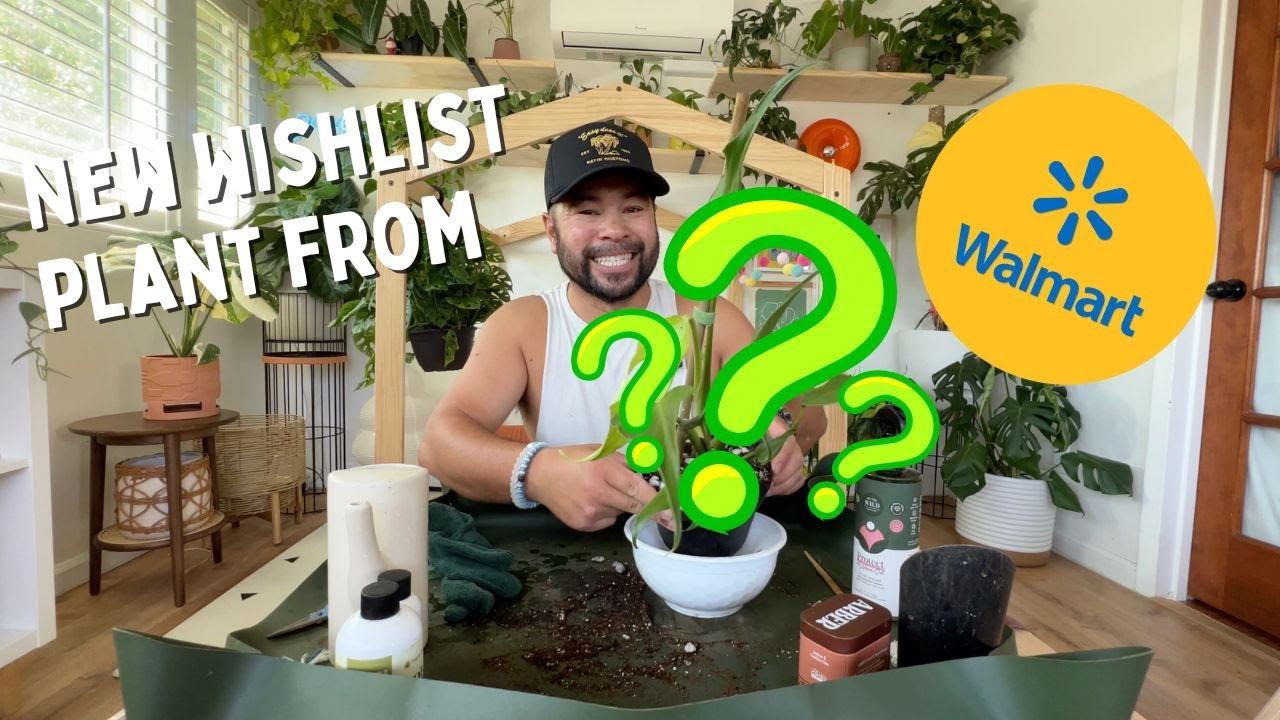 Unboxing my newest wishlist plant and repotting it right away