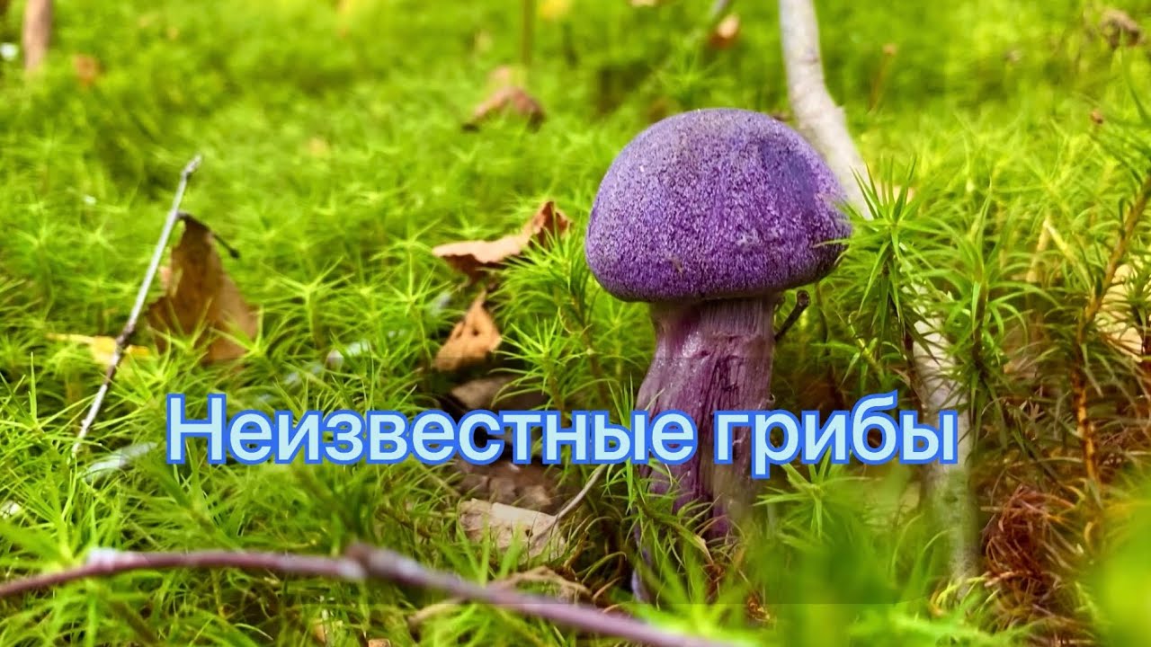 Неизвестные грибы. Паутинник фиолетовый. Колпак кольчатый. Трутовик неизвестный.