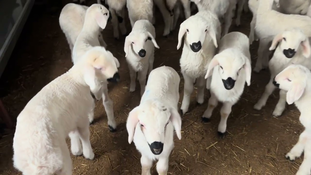 Kurt kışı geçiremedi :) 