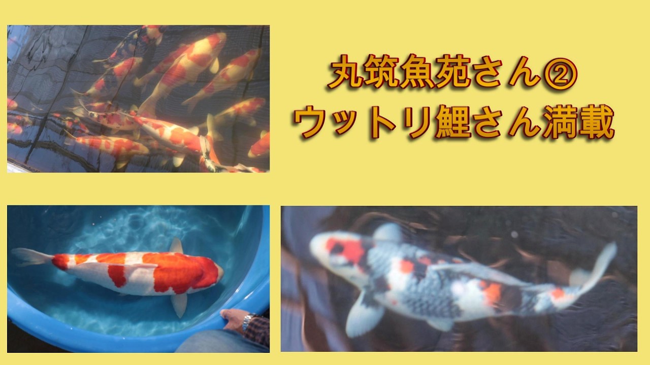丸筑魚苑さん ② うっとり鯉さん満載