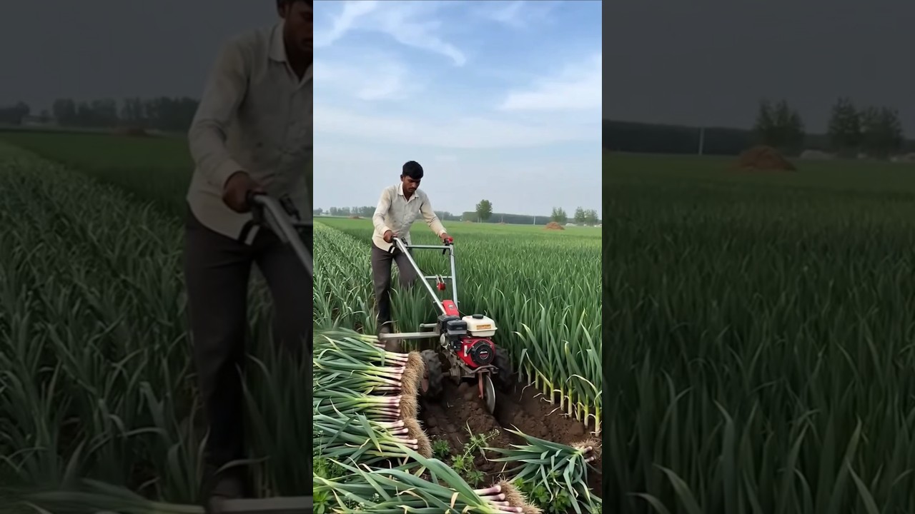 🧅 Mini Leek & Green Onion Harvester Machine | Fast Harvesting Farming Technology #farming #viral