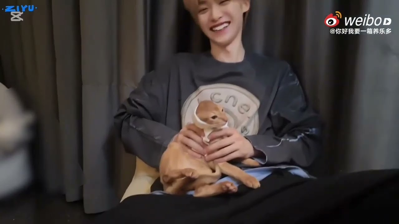 🐟🐟🐟 Ziyu's cat getting dressed, a funny sence❤️❤️❤️