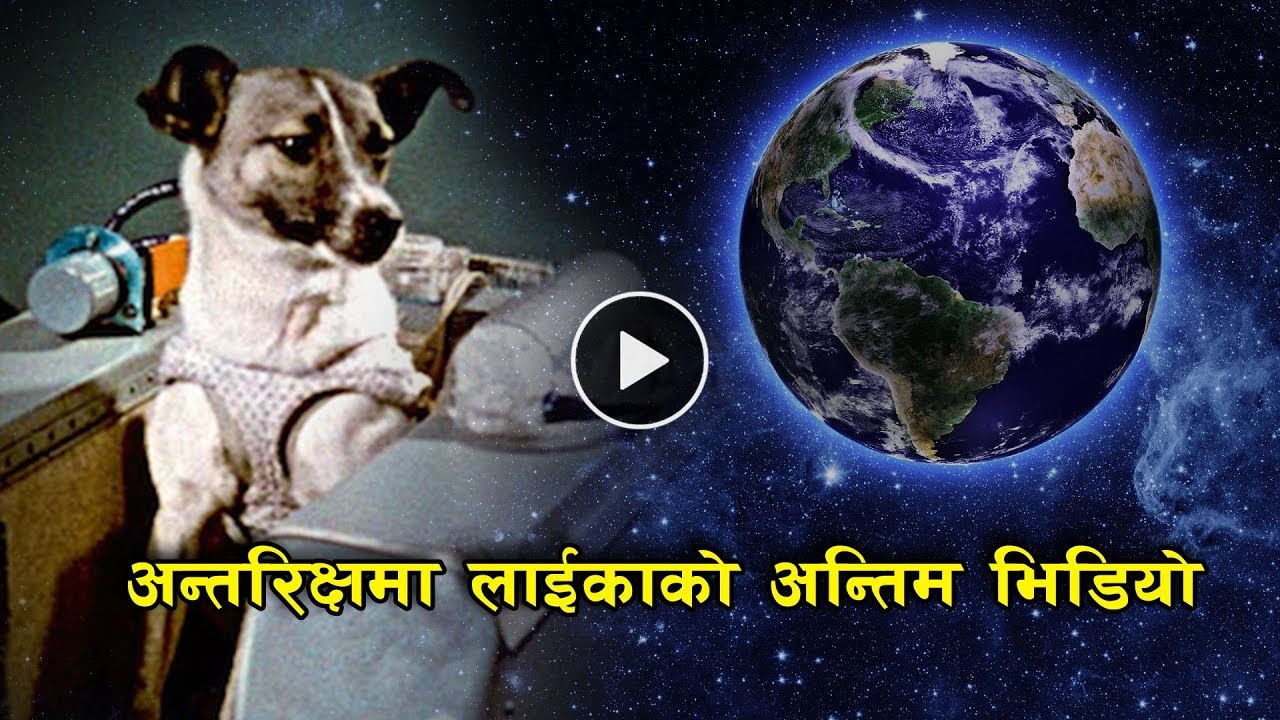 के भएको थियो अन्तरिक्षमा लाईका लाई || Laika The Space Dog || Bishwo Ghatana