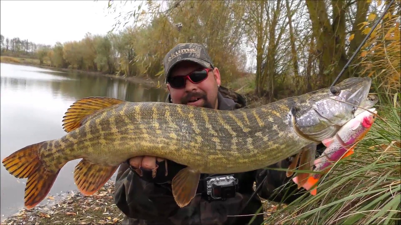4D LINE THRU TROUT nouveauté 2018 SAVAGE GEAR en actions!!!