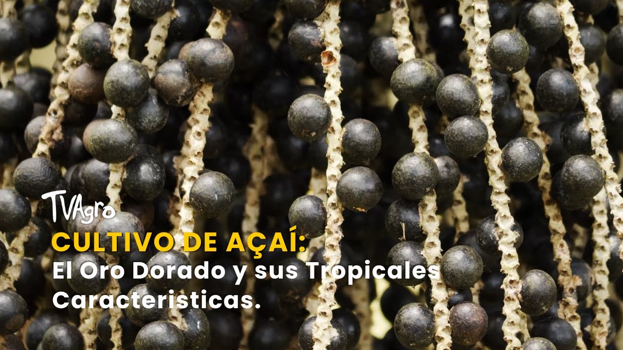 Cultivo de Açaí: El Oro Dorado y sus Tropicales Caracteristicas - TvAgro por Juan Gonzalo Angel