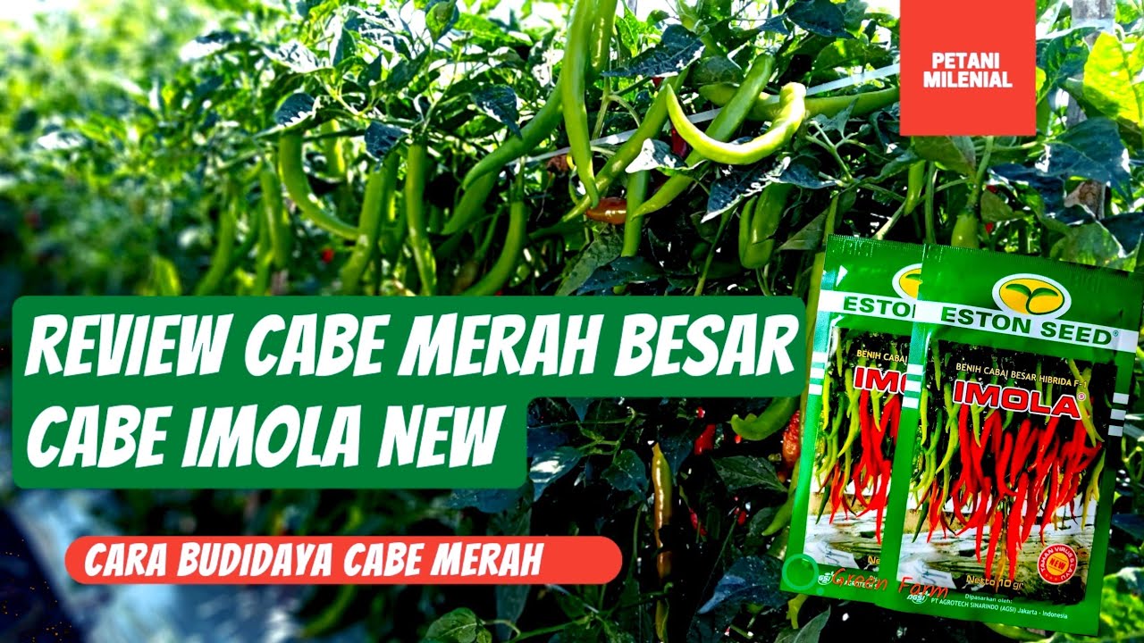 Review cabe merah imola || cabe imola new || cabe merah imola reborn