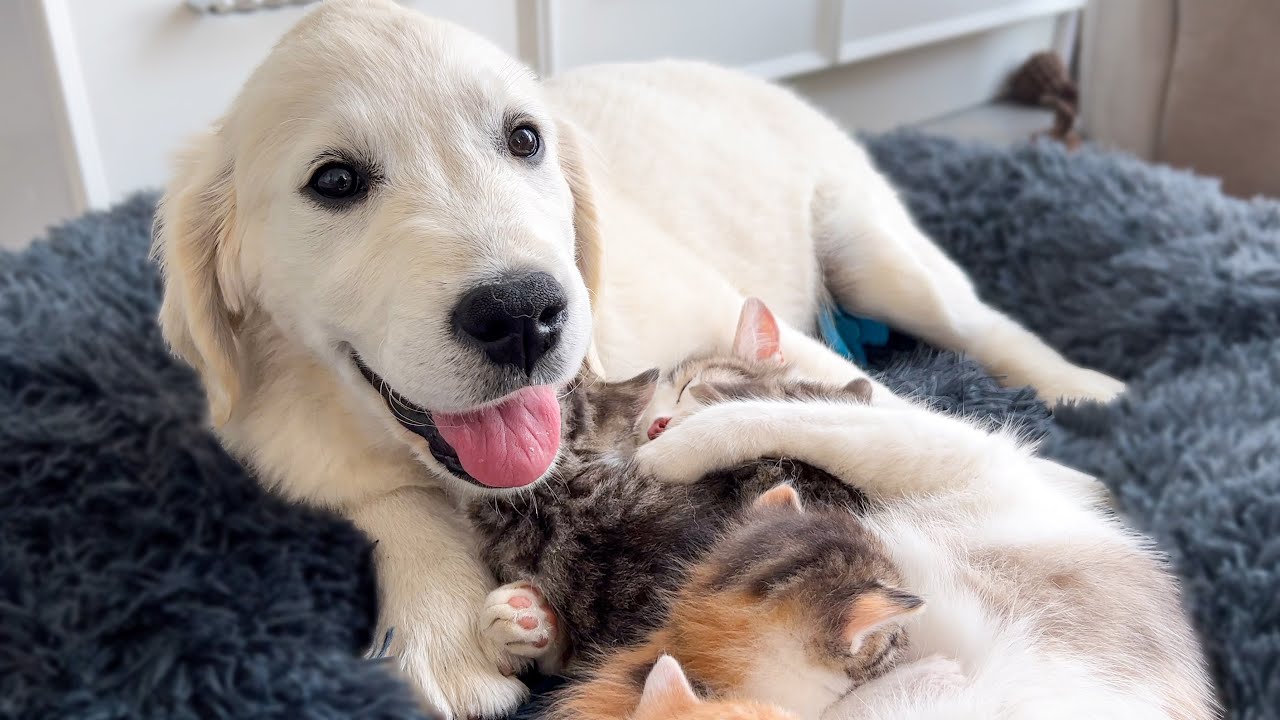 Tiny Puppy Thinks She is the 