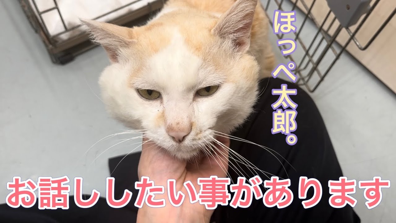 ほっぺ太郎について皆さんにお話ししておきたい事があります。【病院猫のほっぺ太郎】