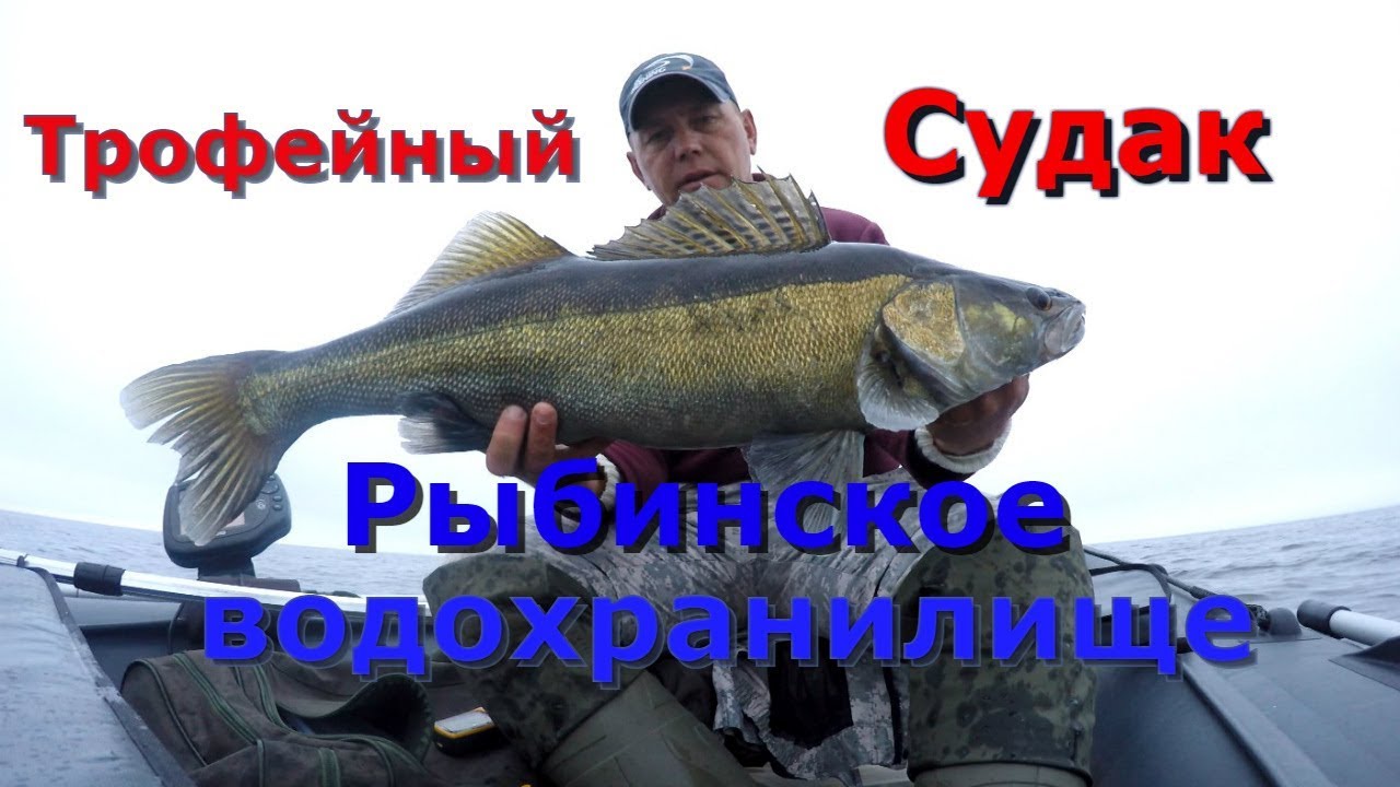 Трофейный судак Рыбинского водохранилища .
