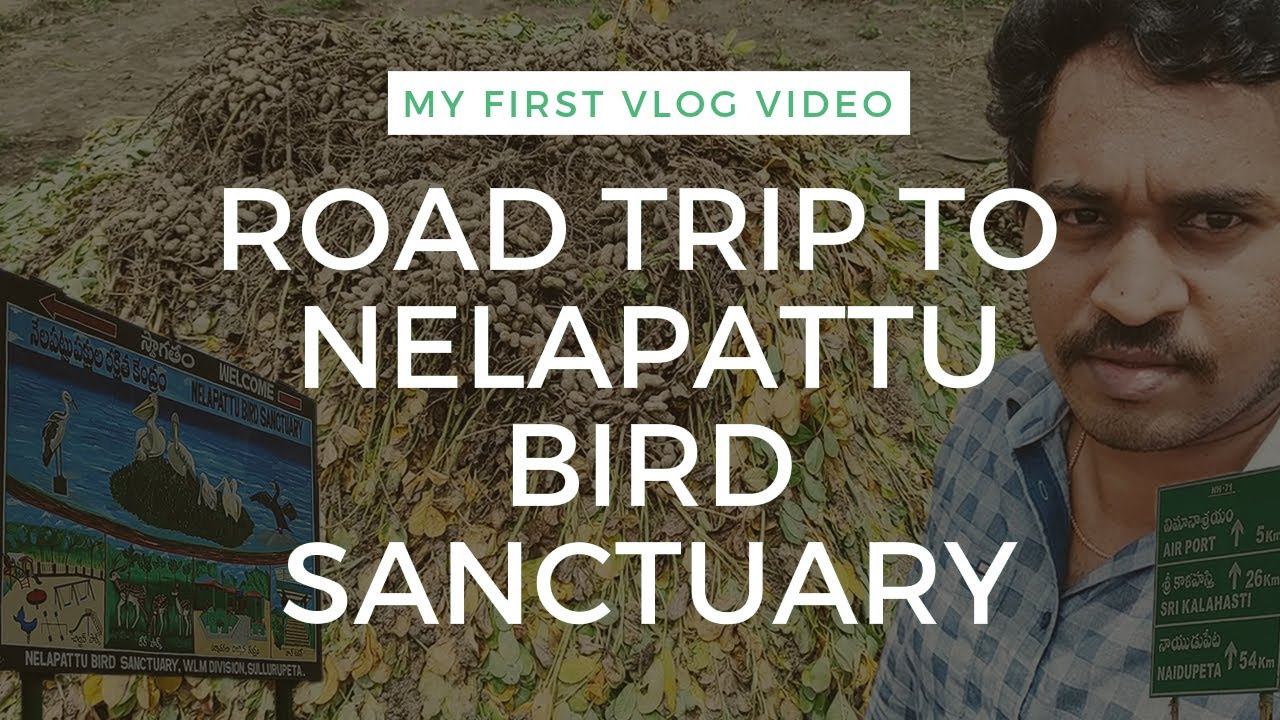 Tirupati Road Trip to Nelapattu Bird Sanctuary Vlog చల్ల గాలి పచ్చని పొలాలు మధ్యన సాగింది మా ప్రయాణం