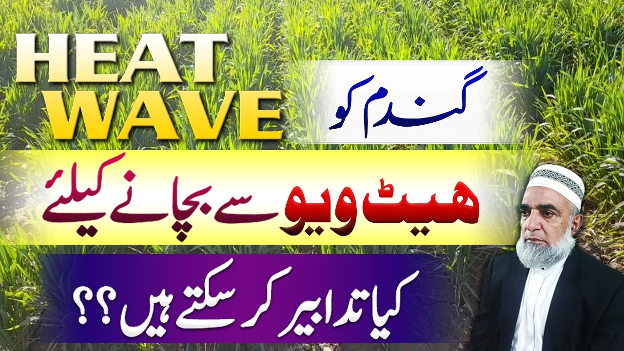 How to protect wheat from heat wave || Crop Reformer