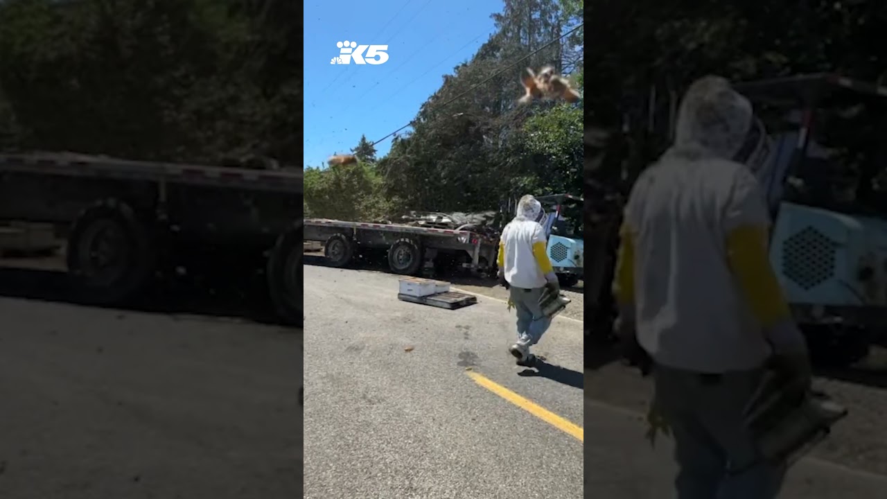 Millions of pollinating bees swarm after truck crash
