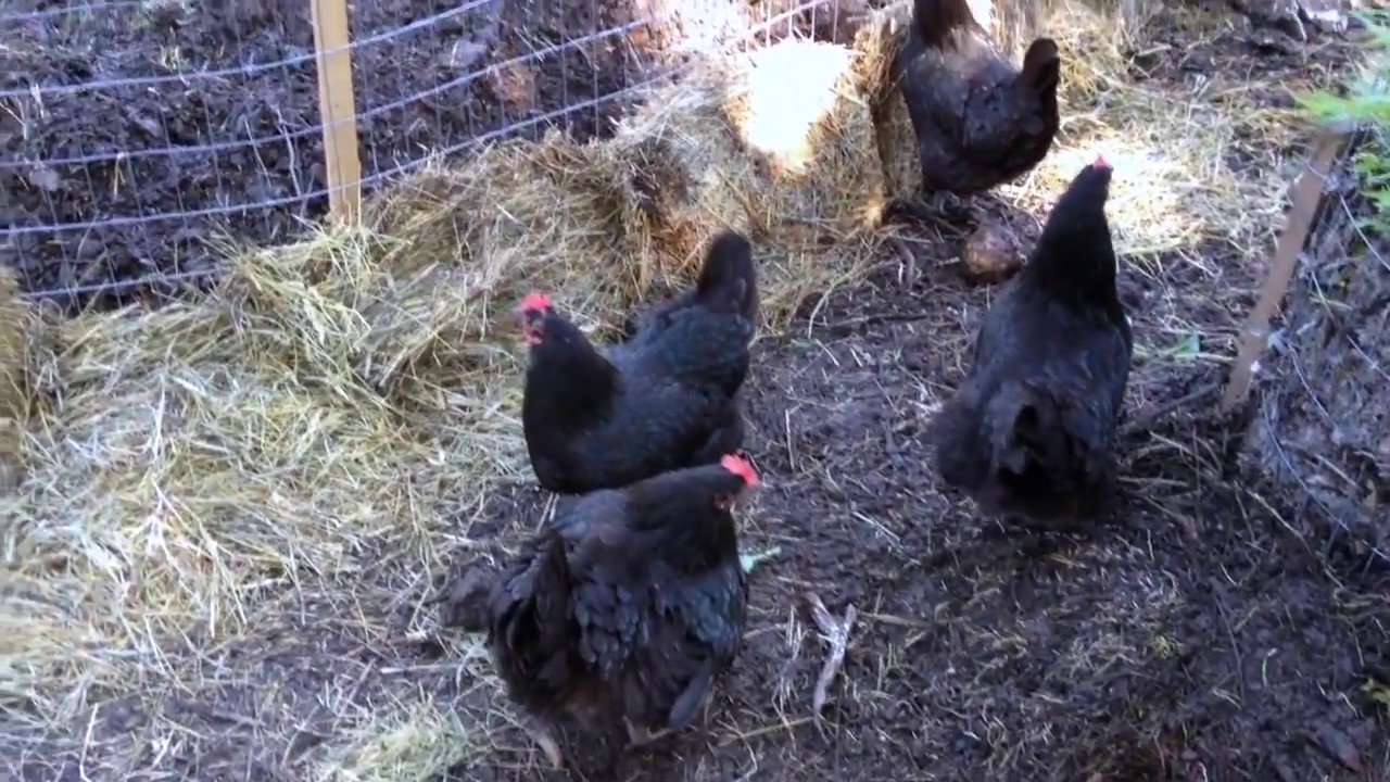 Chicken Compost - Babies and More!