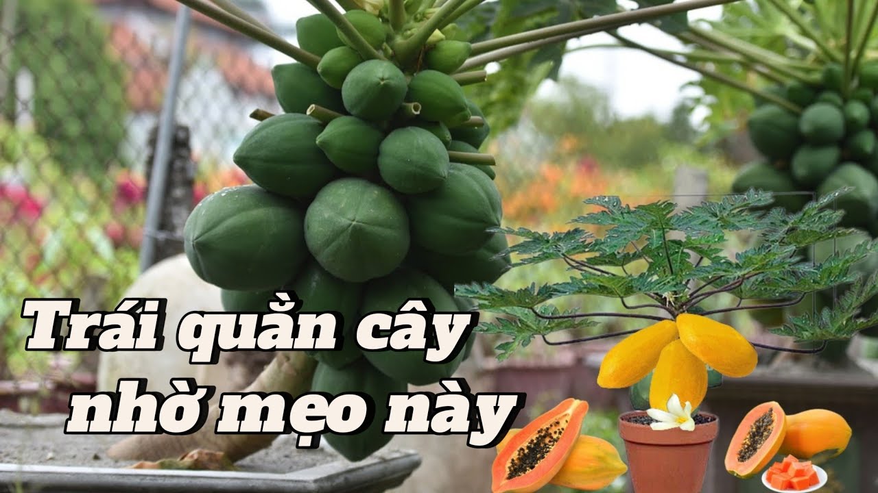 EP 158 : Cách trồng đu đủ trên chậu tại nhà ra trái quằn cây ăn không hết.