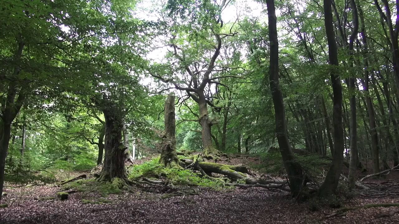 Guided Meditation : Find your Tree Spirit ally