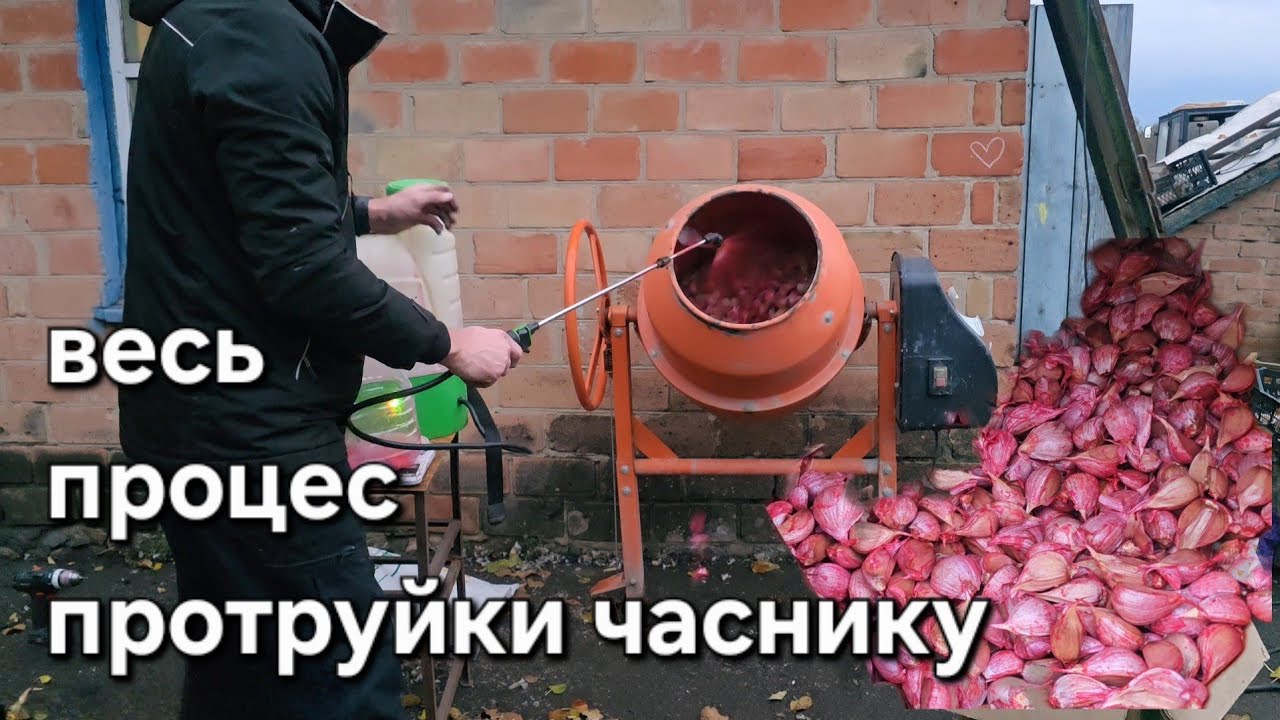 Підготовка часнику до посадки 2025 Протруйники, стимулятори, вода – повна схема Власний досвід