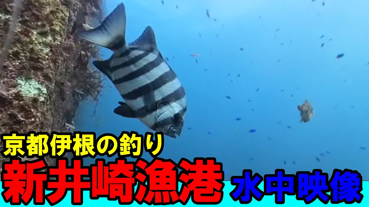 「伊根町の隠れた秘境！イカ釣りの聖地の新井崎漁港の大波止の水中映像」