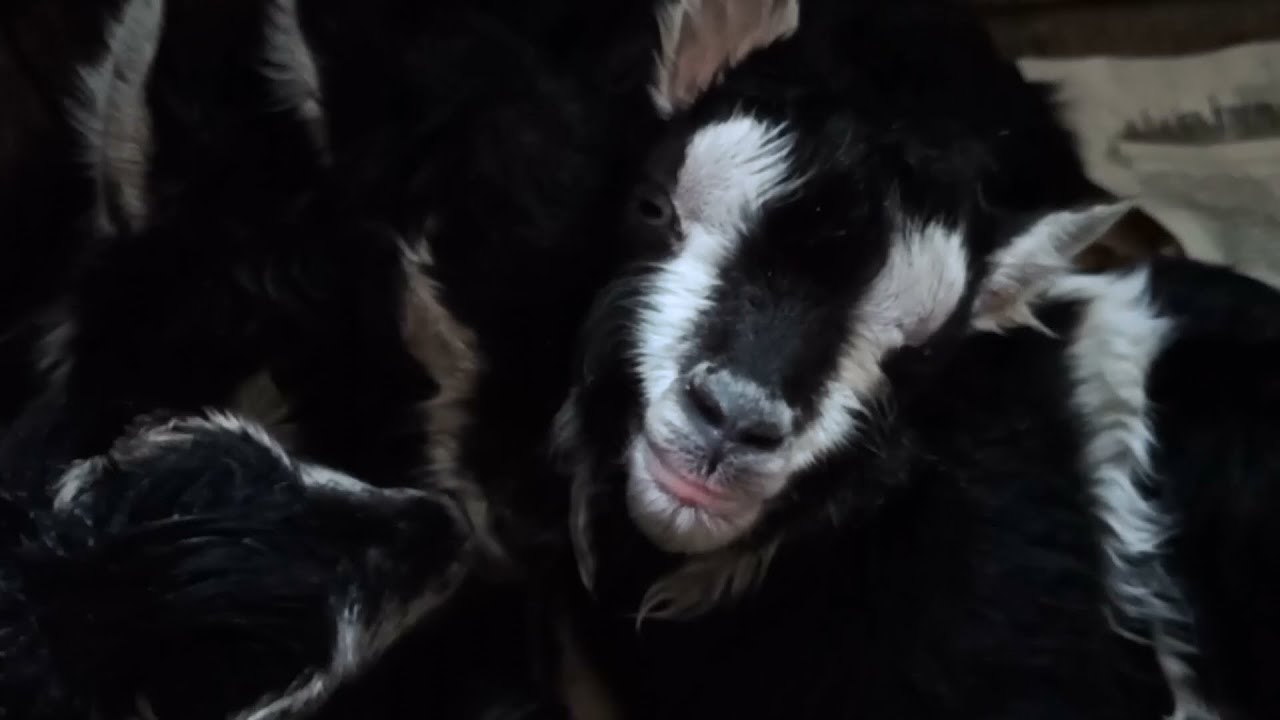 Новый сезон окота начался.