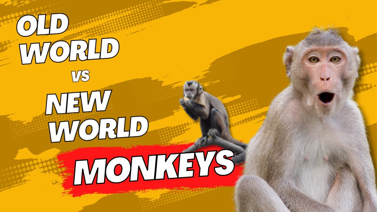The difference between old world vs new world Monkeys