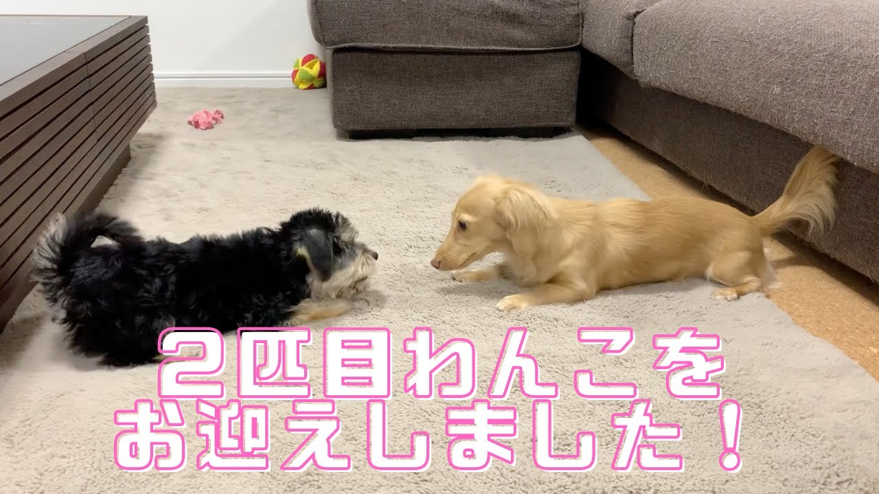 【多頭飼い】２匹目のわんちゃんをお迎えしました！