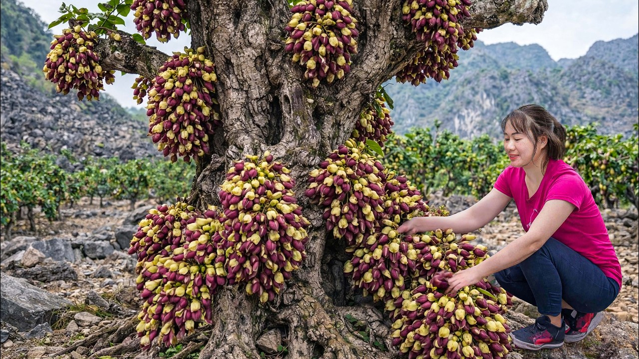 Harvesting Rare Wild Orchids To Sell | The Brave Woman Climbed The Ladder To Harvest