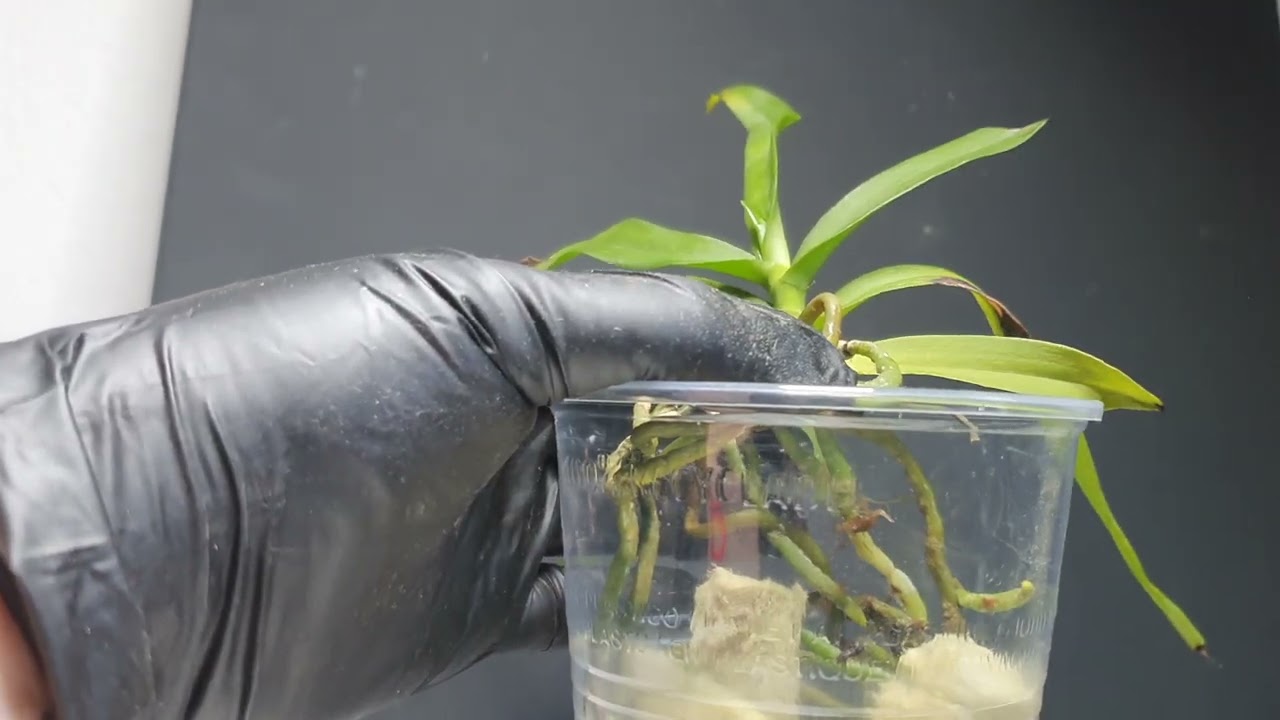Come passare un'orchidea da zattera in vaso