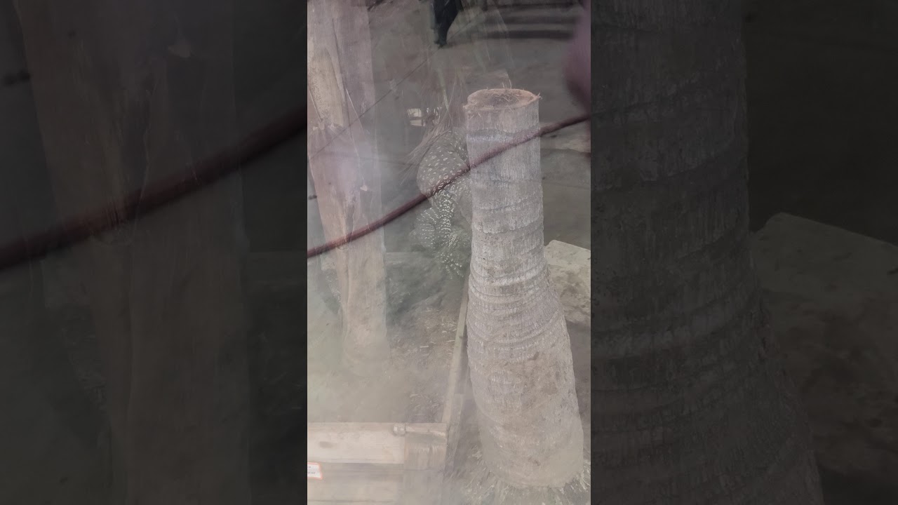 Croc Monitor Breeding Behavior Part 1