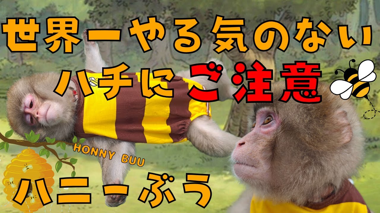皆さん！！危険な蜂⚠️ハニーぶうにご注意を🍯🐝