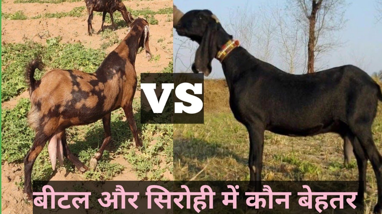 Beetal 🆚 Sirohi  Best Breeds Kaun || सिरोही और बीटल में बेहतर कौन || Best Breeds Kaun?