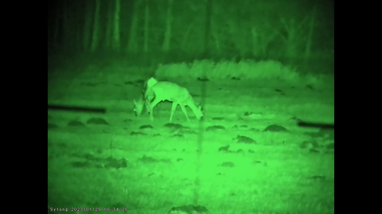 Sytong HT-88 - sarny i lis