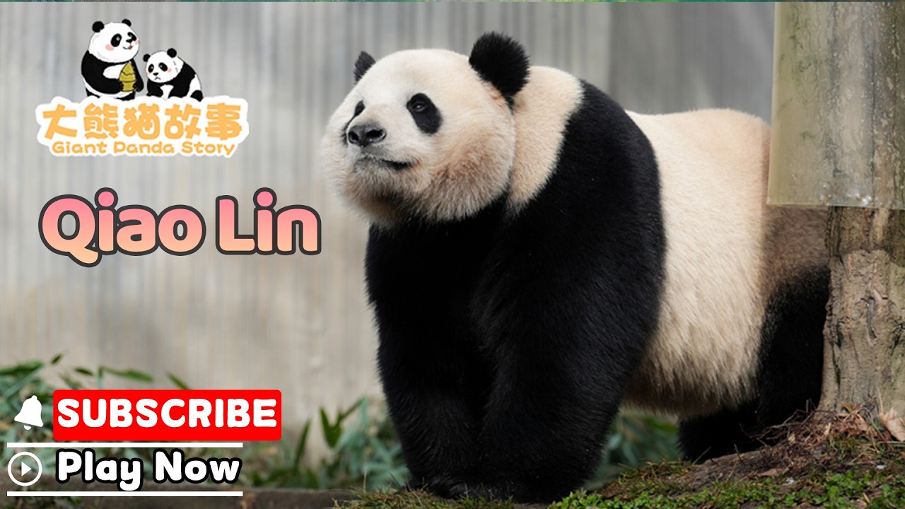 【The Giant Panda Story】Episode 44 Qiao Lin, A Panda With Hair-Styling Talent | iPanda
