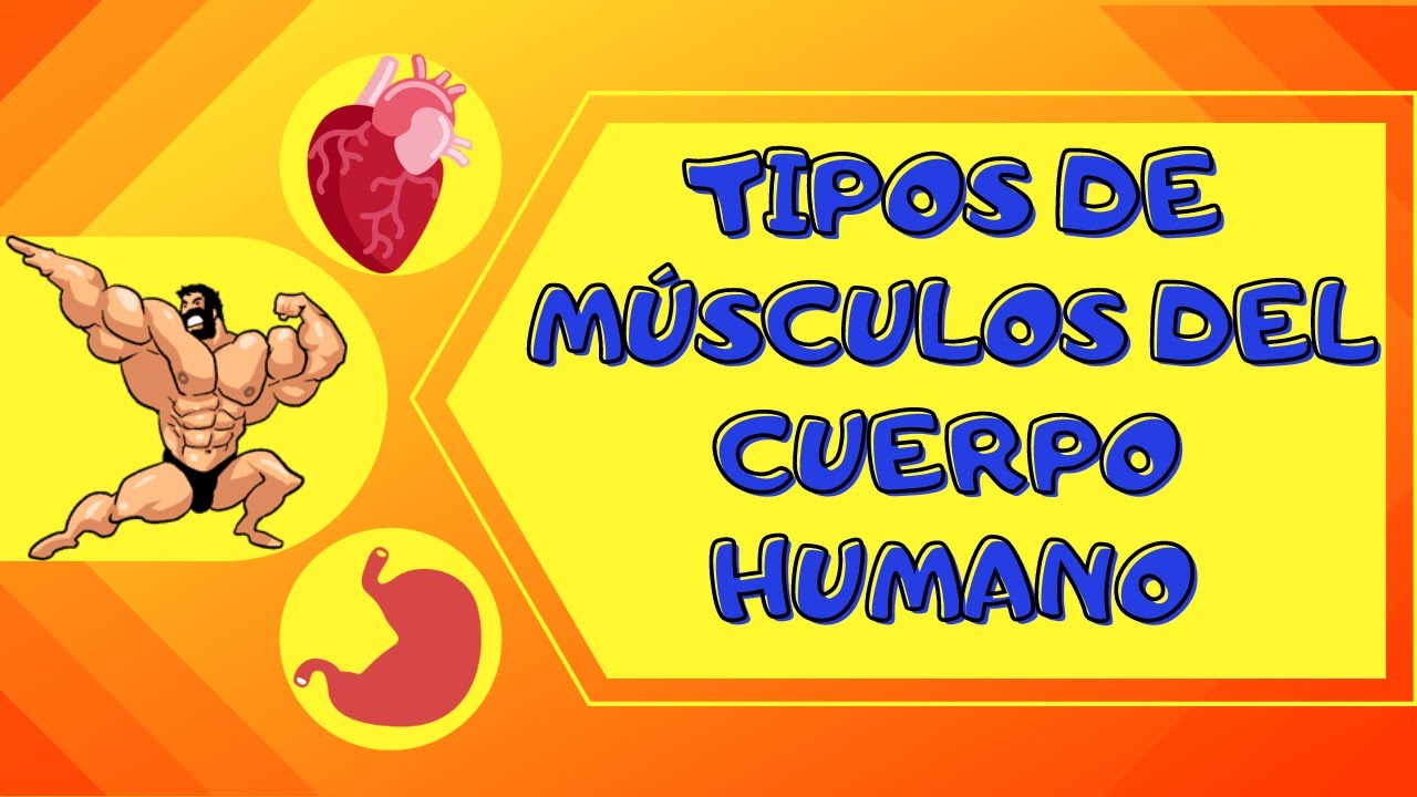 TIPOS DE MÚSCULOS DEL CUERPO HUMANO