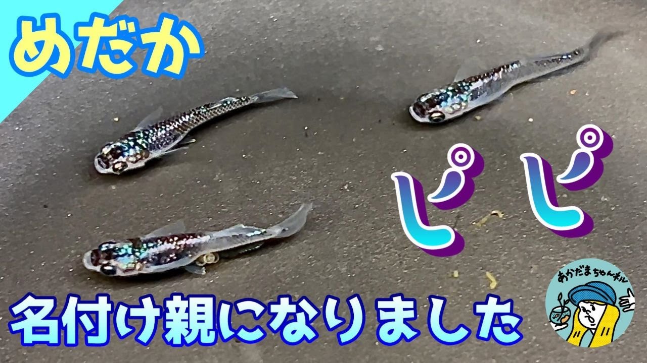 【めだか】思い入れのあるメダカさんの名付け親になりました（月下美人×サファイヤのぴぴちゃんです！PIPI）