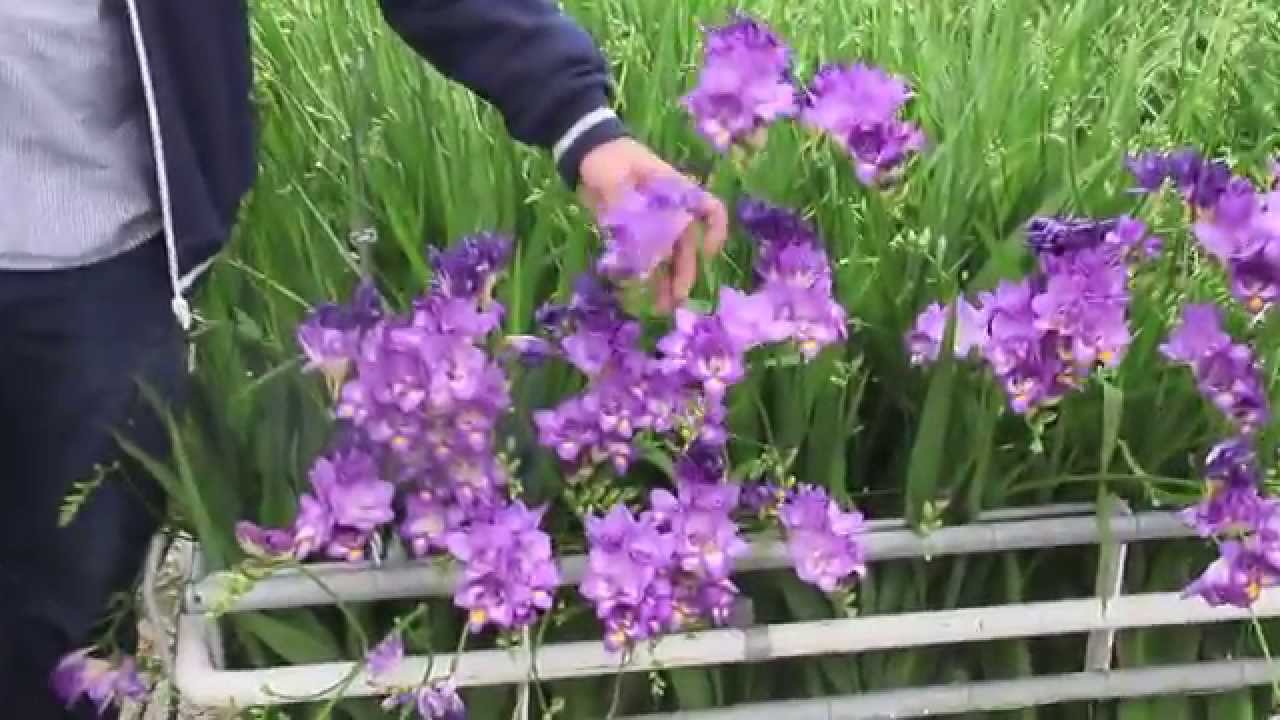 Meet the breeders behind our Freesia - Holland & Skyline Flower Growers