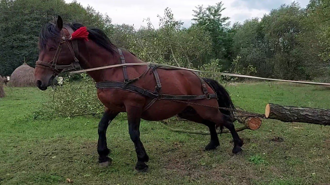 🔥🚜⛓️Гарний робочий на всі 💯% жеребець на продаж💰🪙💸