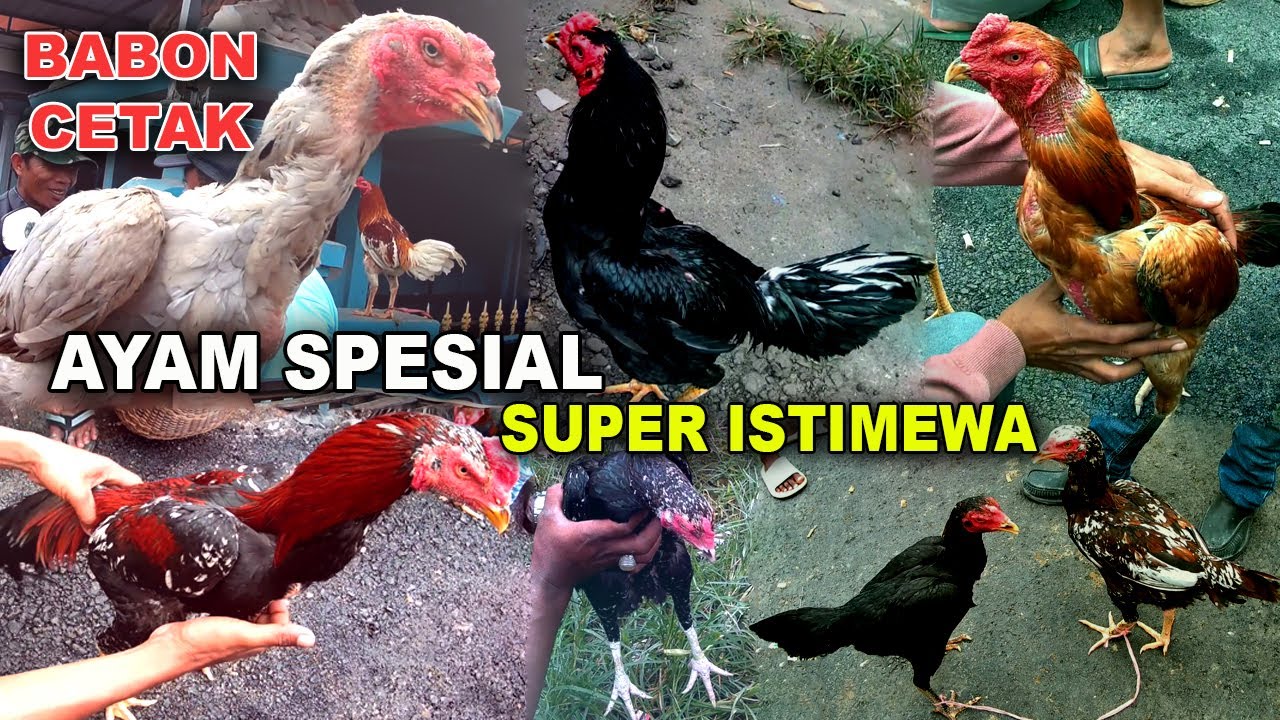 BANYAK AYAM BAGUS SUPER  ISTIMEWA di Pasar Ayam Bangkok Madura Hari Sabtu Full Rame
