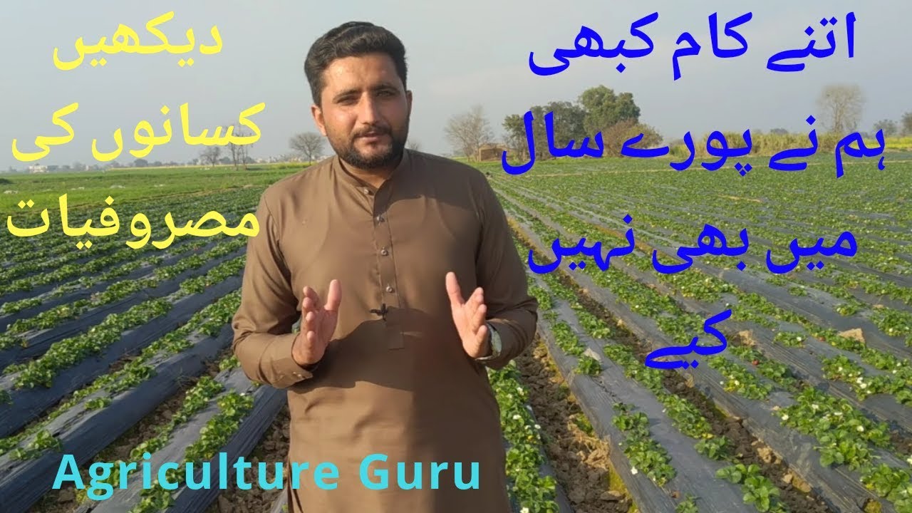 How a farmer spend his day?.Sunday working ||Farm visit||Agriculture Guru