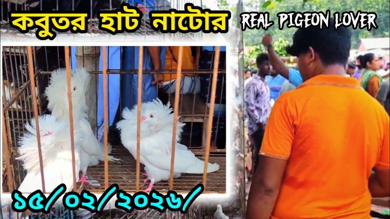 উত্তরবঙ্গের সব থেকে বড় কবুতর হাট || নাটোর তেবাড়িয়া কবুতর হাট || #realpigeonlover #video #pigeon