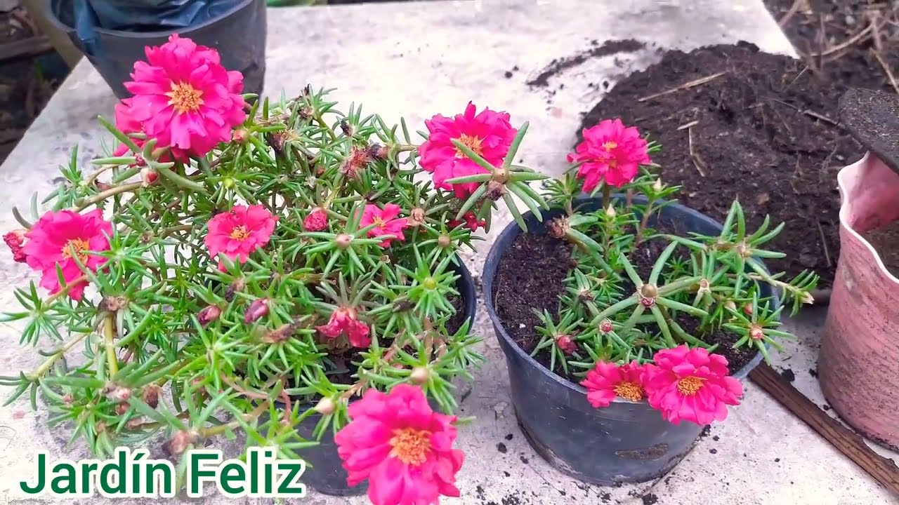 Rayitos Como reproducir  rayitos de sol amor de un rato 11 horas, mañanitas  amorcito #jardinfeliz