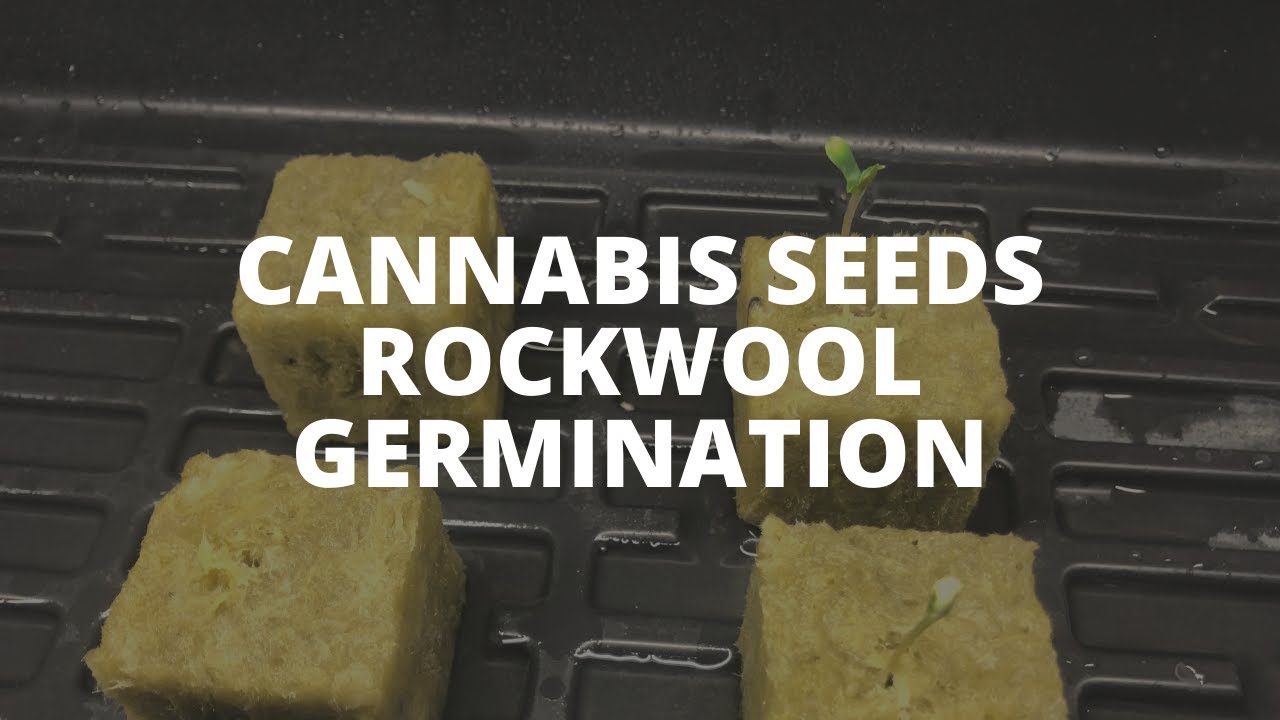 HOW PROPERLY TO GERMINATE CANNABIS SEEDS (RockWool Method)
