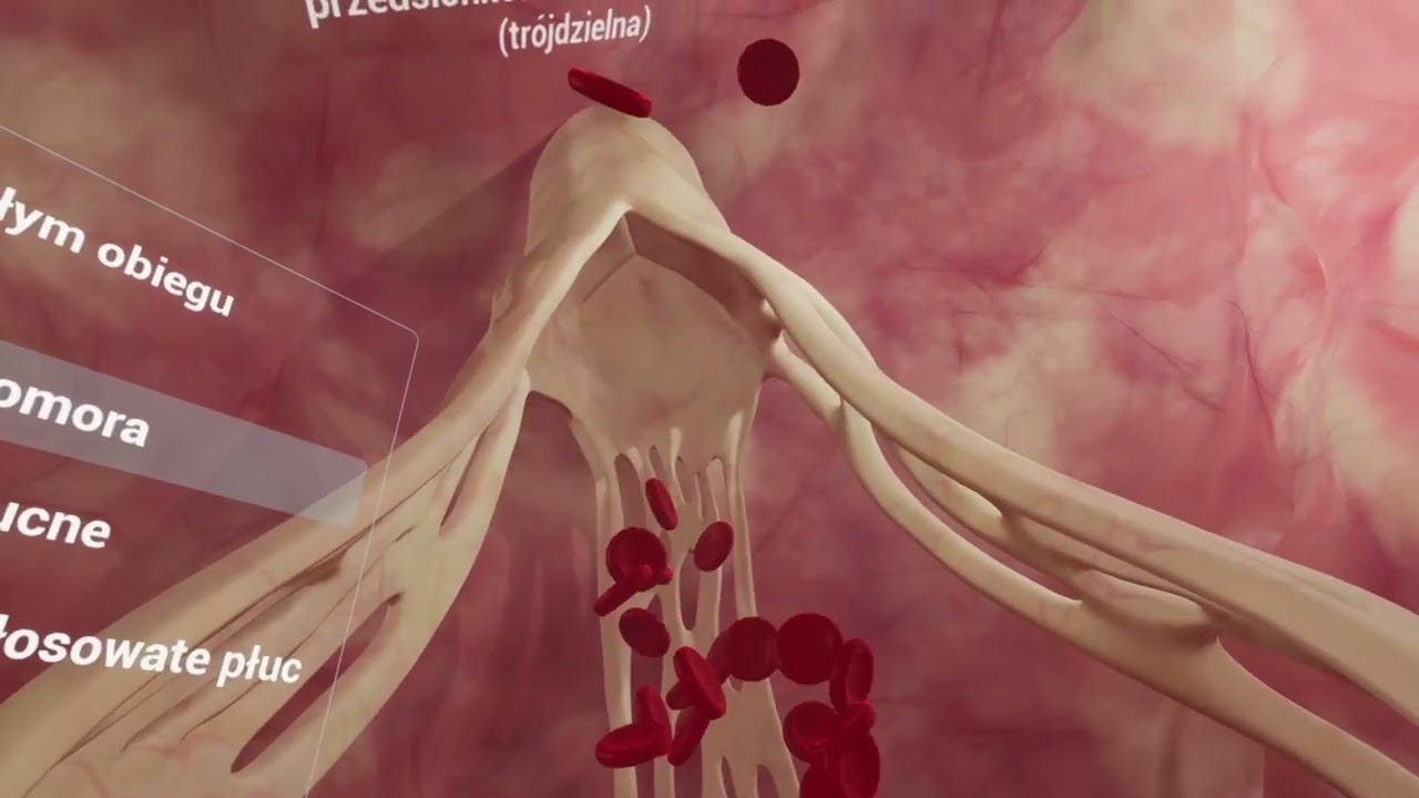 Empiriusz - Wirtualny atlas anatomiczny