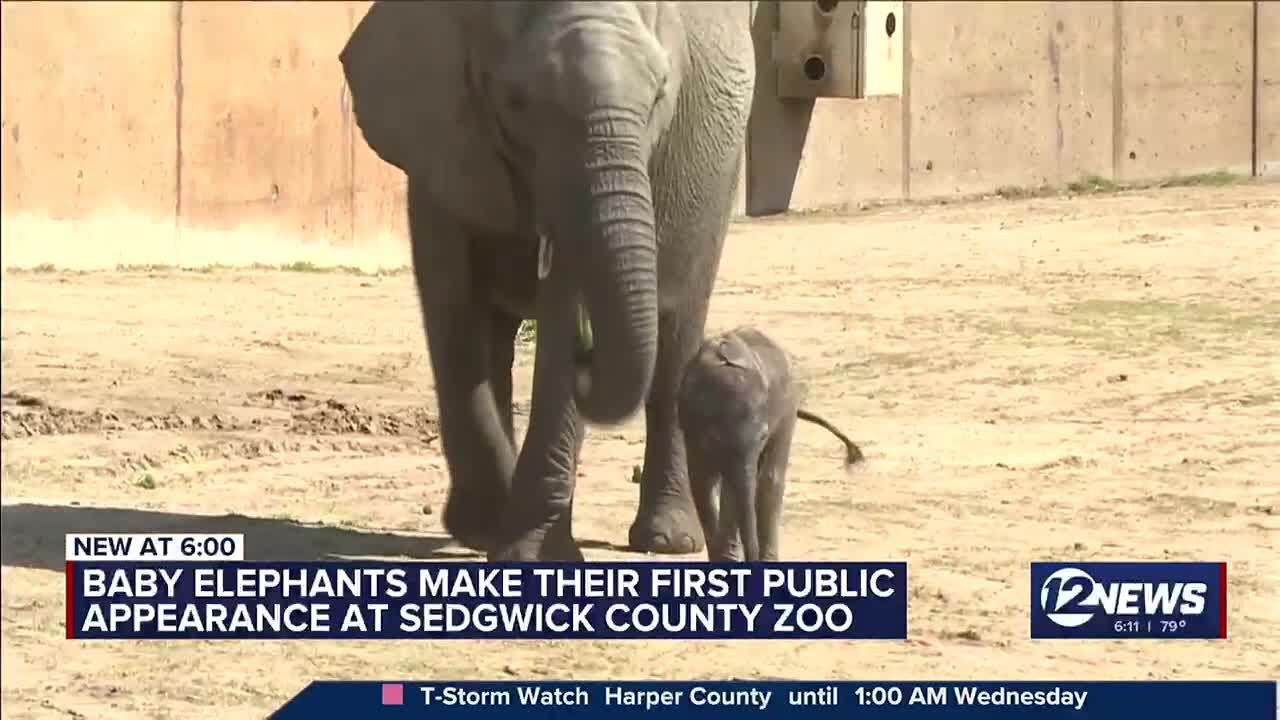 Baby elephants make first appearance at Sedgwick County Zoo